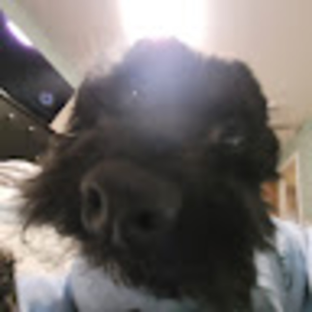 Meet your Posher, Isabella